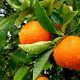 خوردن پرتقال برای سرماخوردگی خوب است یا بد؟